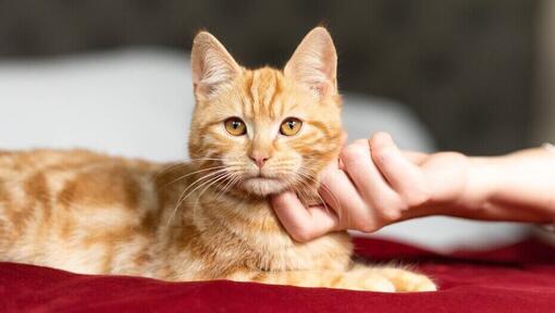 My cat best sale is hardly eating